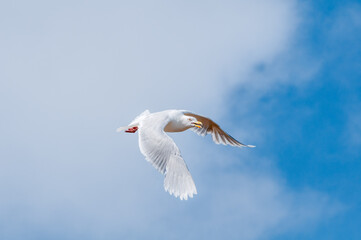 Fototapeta premium Glaucous Gull (Larus hyperboreus) in Barents Sea coastal area, Russia