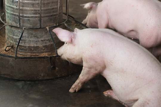 Pink fat pig eating animal food in livestock pig farm close-up.