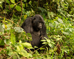 in the jungle