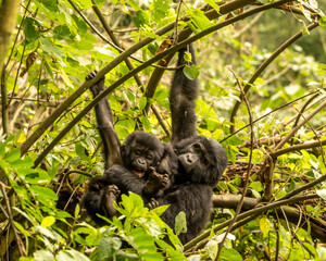 gorillas baby