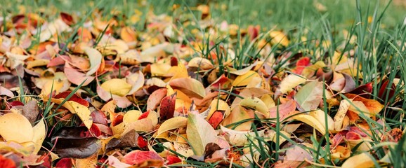 Autumn fallen bright colorful leaves. Seasonal background. The foliage of a pear tree. Selective focus. Banner.	