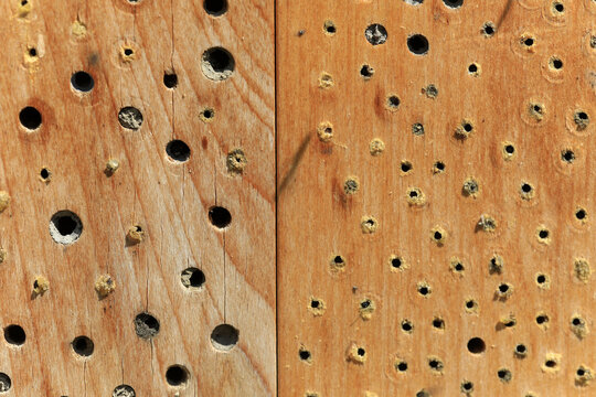 Selbst gebaute Bienenhotels, Insektenhotels, Brutst&auml;tten f&uuml;r Wildbienen mit verschieden gro&szlig;en gebohrten L&ouml;chern als Leger&ouml;hren die von verschiedenen Wildbienen verschlossen worden sind.