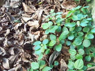 leaves on the ground