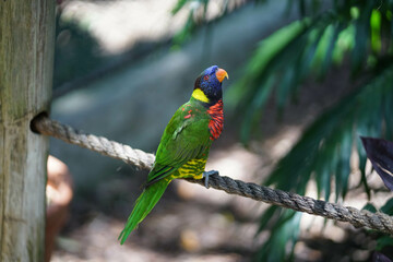 lory in the zoo
