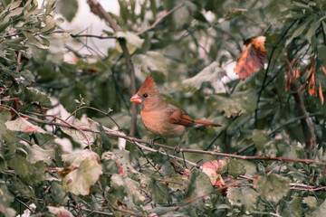 cardinal on a branch