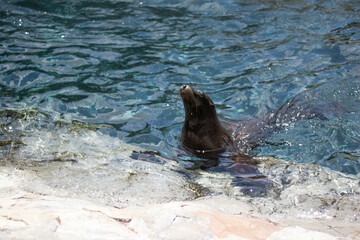Naklejka premium sea lion in water