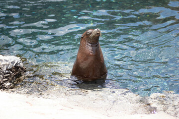 Fototapeta premium sea lion on the beach