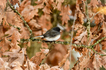 Bird resting in an oak tree. 