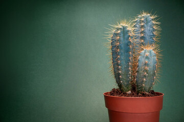Close-up view of a cactus in the pot in front of green background. Natural, cactus, houseplant