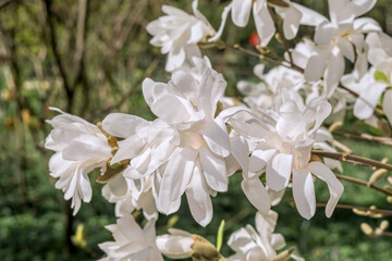 Star Magnolia (Magnolia stellata) in park