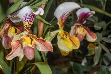 Naklejka na ściany i meble Paphiopedilum Slipper Orchid (Paphiopedilum hybridum) in greenhouse