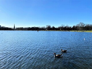 Fototapeta na wymiar ducks in the lake