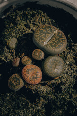 A group of small lithops. Popular succulents for collecting. Top view, close-up, vertical composition.