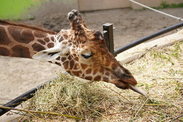 草を食べるキリン