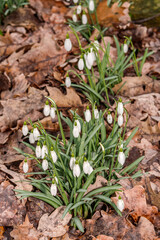 Snowdrop (Galanthus nivalis) in garden
