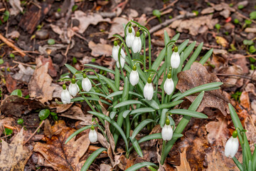 Snowdrop (Galanthus nivalis) in garden