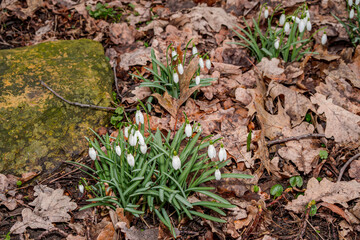 Naklejka na ściany i meble Snowdrop (Galanthus nivalis) in garden