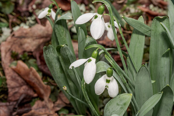 Obraz premium Elwes's Snowdrop (Galanthus elwesii) in park