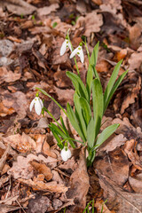 Elwes's Snowdrop (Galanthus elwesii) in park