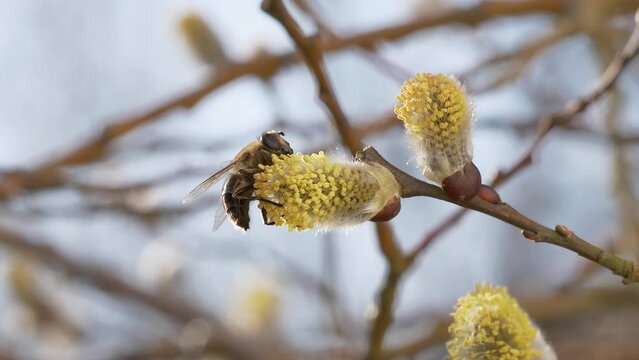Biene (Apis mellifera) sammelt Nektar im Fr&uuml;hling, Weidenk&auml;tzchen (Salix caprea). Bayern, Deutschland