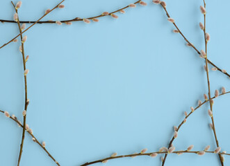 Pussy willow branches on blue background, flat lay, top view. pring, Easter season border background, banner