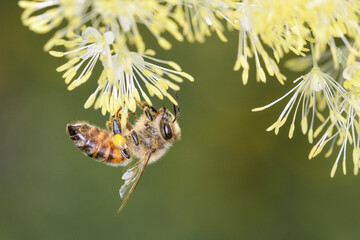 Bee - Apis mellifera - pollinates Thalictrum flavum - common meadow-rue
