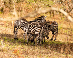 zebra in the savannah