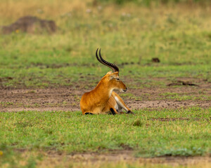 antelope in the grass