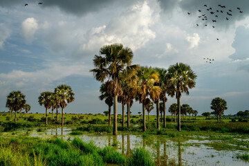 palm trees and sky