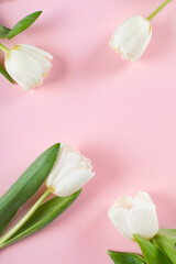 Spring greeting card. Tulips flowers on pink background. Flat lay, top view, copy space