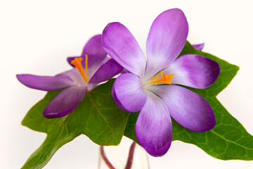 Purple crocus flower with green leaves