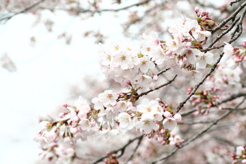 川の桜並木　両側から桜が川に垂れ綺麗な風景 A row of cherry blossom trees in the river: Beautiful scenery with cherry blossoms hanging from both sides of the river 