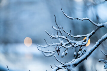 branch with snow