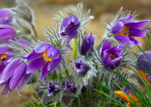 Flowers of the Windflower or Pulsatilla Patens.First spring blooming flower, purple plant macro, dream grass