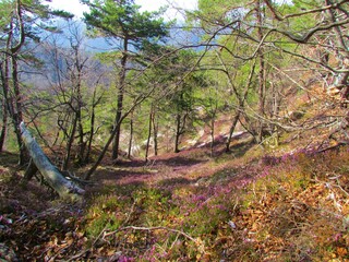 Scots pine forest in Slovenia with pink flowering winter heath, spring heath or alpine heath (Erica carnea) covering the ground