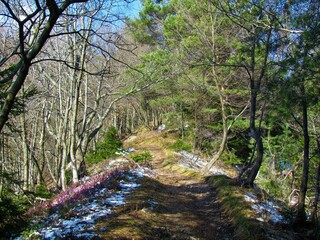 Fototapeta na wymiar Path leading over a ridge covered in scots pine and beech forest and dry grass, snow and winter heath, spring heath or alpine heath (Erica carnea) in Slovenia