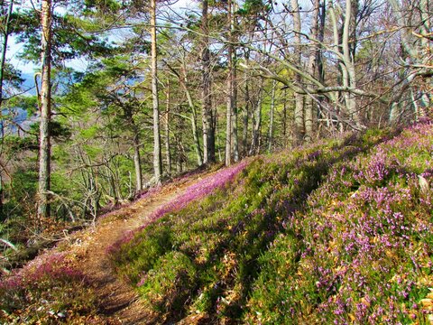 Scots pine and beech forest in Slovenia with pink flowering winter heath, spring heath, alpine heath (Erica carnea) covering the ground