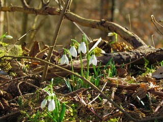 Close up of white blooming common snowdrop (Galanthus nivalis) spring flowers