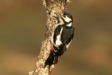 Great spotted woodpecker on an oak tree trunk on a cloudy winter day in a pine and oak forest