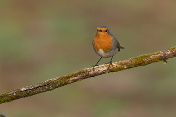 Eurasian nuthatch in a Mediterranean forest with the last light of a cold winter day