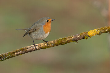 Fototapeta premium Eurasian nuthatch in a Mediterranean forest with the last light of a cold winter day