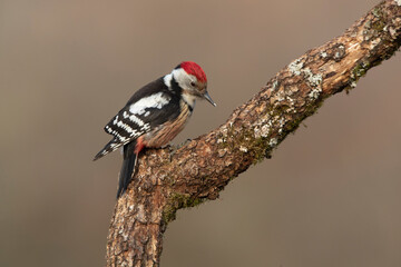 Middle spotted woodpecker with the first light of the morning on a tree trunk in a birch and oak forest