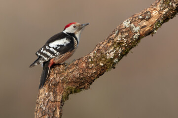 Middle spotted woodpecker with the first light of the morning on a tree trunk in a birch and oak forest