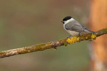 Fototapeta premium Marsh tit with the last light of the day in an oak forest