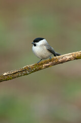 Fototapeta premium Marsh tit with the last light of the day in an oak forest