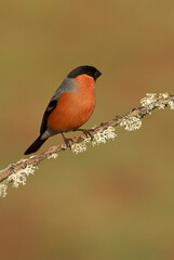 Adult male Eurasian bullfinch in an oak forest in the last light of the afternoon on a cold winter day