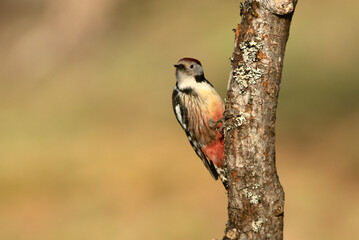 Middle spotted woodpecker in an oak forest in the last light of the afternoon on a cold winter day