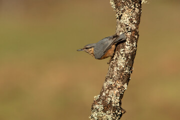 Eurasian nuthatch on a cloudy winter day in an oak forest
