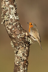 Eurasian nuthatch in a Mediterranean forest with the last light of a cold winter day