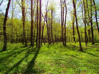Bright green european hornbeam forest at Sorsko polje, Slovenia in late spring with the sun shing on the ground